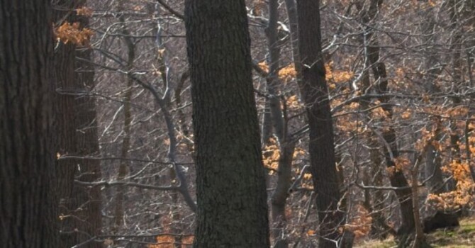 Autumnal support image