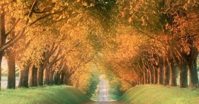 Autumn, change of season and immune support image