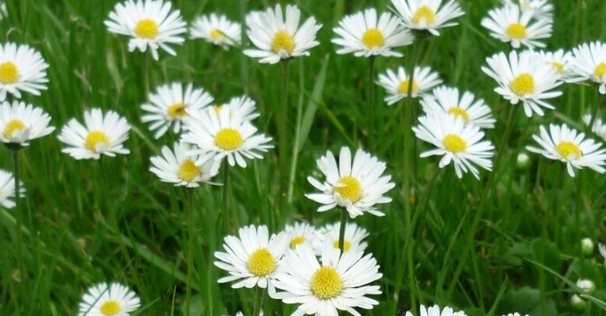 COVID-19 update image