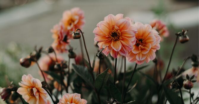 PRESENTS or PRESENCE? image