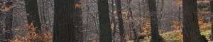 cropped-february-forest.jpg